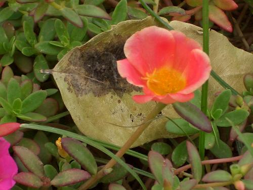 which of this is you? - are you the bright blooming flower that captivates others? or the dried crunchy leaf that empathizes the sorrowful,abandoned, and dying?