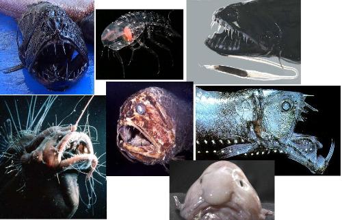 Aliens - There are a lot of things that we have to fathom in our own world.The aliens lurm in the deepest and darkest depths of our oceans.