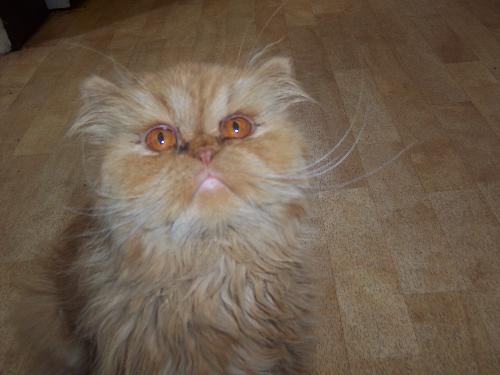 my cat - my persian cat, name is ruby