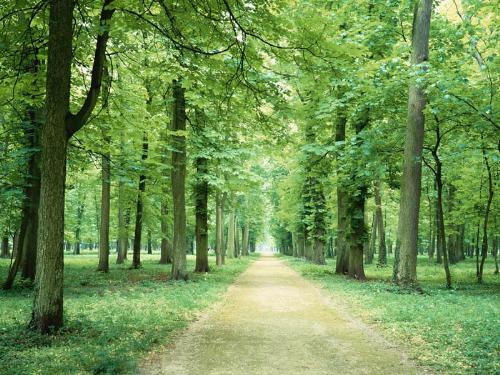 place that i'd like to visit - No specific place but it should be as peaceful and beautiful as those conveyed in this picture.I love nature and that's why i wanna be.