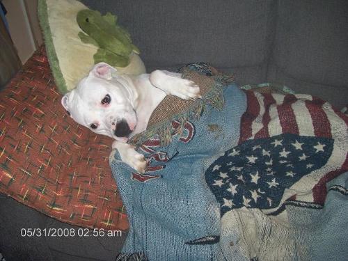 i need a nap - This is Tar. She is a 70 lb boxer, lab, pit bull mix. Friendly as can be. She is our furry family member.