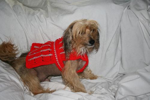 Bodie in OSU sweater - Ohio State University sports are a big deal here and I hope to sell several of these doggie sweaters