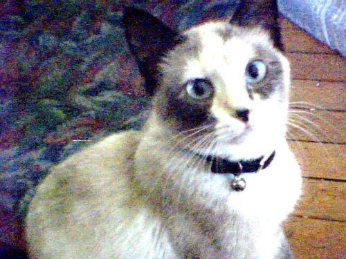 Sassy Cat - This is my Momma cat. Her name is Sassy and it is well earned! LOL