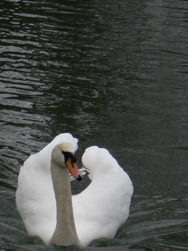 Swan - Taking at a small lake in Cirencester, Gloucestershire, England. Early 2008.