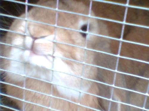 Bunny - my bunny rabbit, Benny. hes just over a year old now.