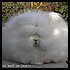 fuffy dog - love doggies