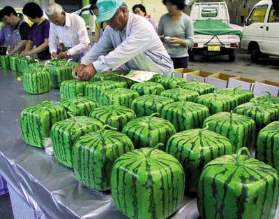 Square Watermelon - Its a square watermelon