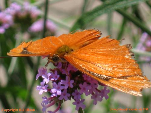 Butterfly - This is a Lacewing butterfly taken at the Como Zoo Butterfly exhibit recently.