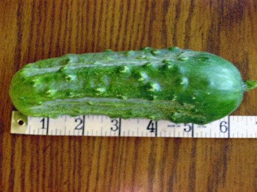 Forgotten Pickle Cucumber - 6 inches long. Will barely fit in a quart jar. Forgotten Pickle Cucumber - 6 inches long. Will barely fit in a quart jar.