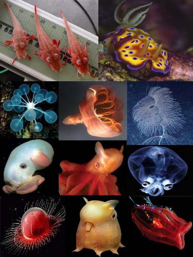 Strange deep sea creatures - As I love the sea and love to know what creatures are living there I made some searches for some of these creatures and I was surprised for what they are looking, it is amazing shapes, I know there are a lot of thousands strange creatures in the deep sea, but I found these images and gather them in one image for you to see it and tell me what you think about it.