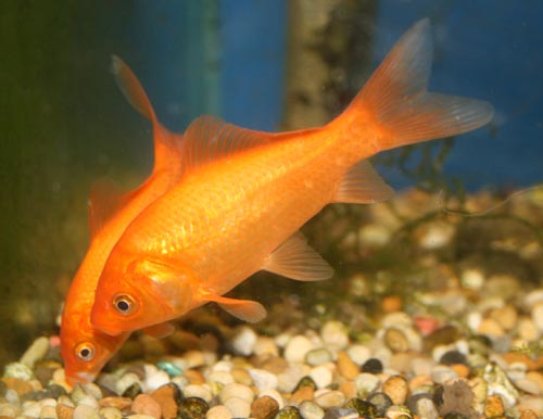 my goldfish - goldfish in an aquarium