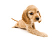 puppy - photo of puppy