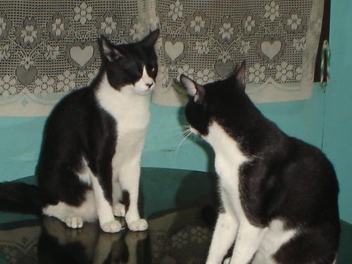 nobu and mau - so playful and macho. always hungry and noisy. loves to sleep.