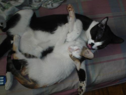 lovers - my cats loves to kiss each other. they are so sweet and playful. theya also loves to eat and sleep.