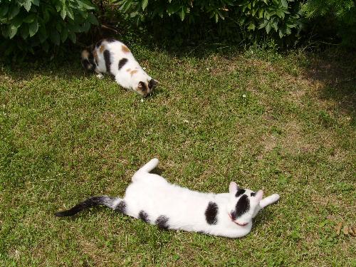 Cats in the yard - 2 of my girlfriend's cats were out and above in the house garden and were really active. We played for more than 2 hours with them.