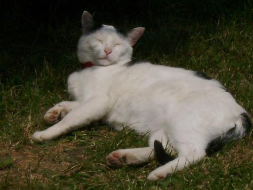 Sleeping cat - Ow he was so tired after the 3 hours of play with me and my girlfriend that he did not even waited to put his head down, he just fell asleep like that.