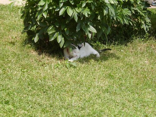 Sleeping in the bushes - What a cat wouldn't do for a bit of colder air... He went to sleep under that bush for a few hours.