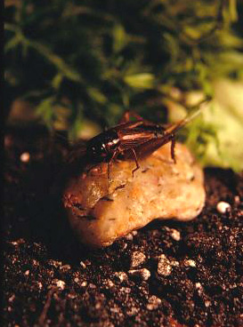 Photo of One Of The Crickets I Used To Have - image of a cricket