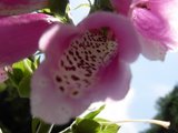 flower - rose flower