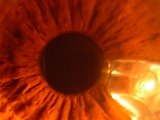 flower - sun flower