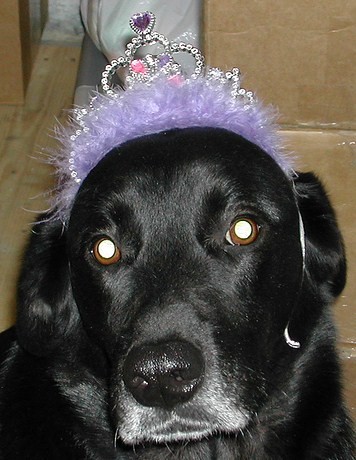 The Princess - This is what despair in the eyes of a dog looks like. She looks cute, but was terrified. And yes, the crown does light up. LOL