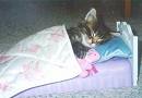 My kitties are napping - Where is your cat right now?