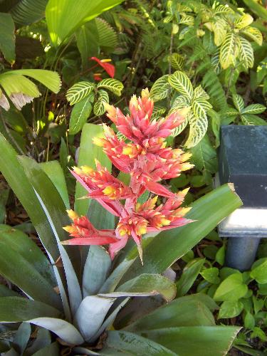 Pretty Plant - Not sure what the name of this plant is but it's really pretty.