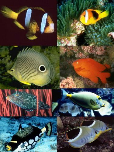 small cute fishes - When I was young I love to breeding small cute fishes in our house, I was so careful of them and making my best to keep them alive, but at last all the fishes die, so I stop this hobby for the fish sake. small cute fishes - When I was young I love to breeding small cute fishes in our house, I was so careful of them and making my best to keep them alive, but at last all the fishes die, so I stop this hobby for the fish sake.