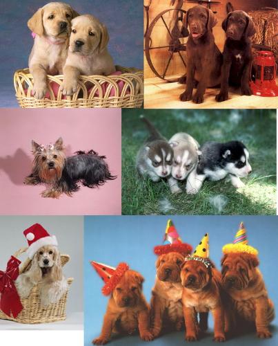 Images for cute dogs - I have gather some dogs images with one image to make you see it all.