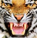 tiger - dangerous tiger