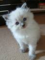 kitty - cute little kitty