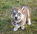 baby wolf - oh so sweet !!!