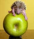 hedgy - so cute!!