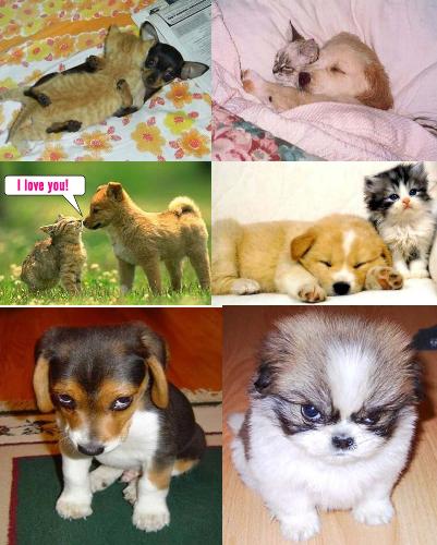 Funny photos for puppies and kittens - Some funny photos for puppies and kittens, I just gather it with one image I hope you will like it.