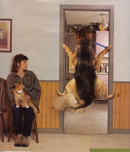 Dog did not want to go into Vets office - This dog is trying with all his might not to be puklled into the vets office