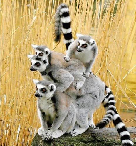 A whole Family of them - Are they cute! A whole Family of them - Are they cute!