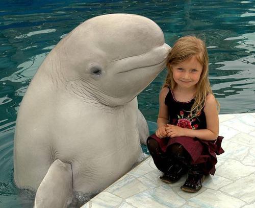animal in water - animal in water with little girl