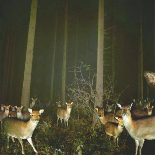 Deers - Deers with lights on them.