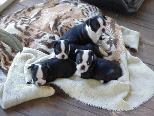 Boston Terrier puppies. - Puppies from a previous litter, two of these we kept, they are two years old now.