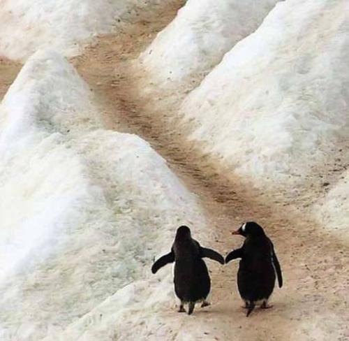 Two penguins walking - Two Penguins walking holding hands!