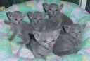 Baby Russian blue cats, (1 abandoned) - Picture of baby russian blue cats, grey cats with blue eyes