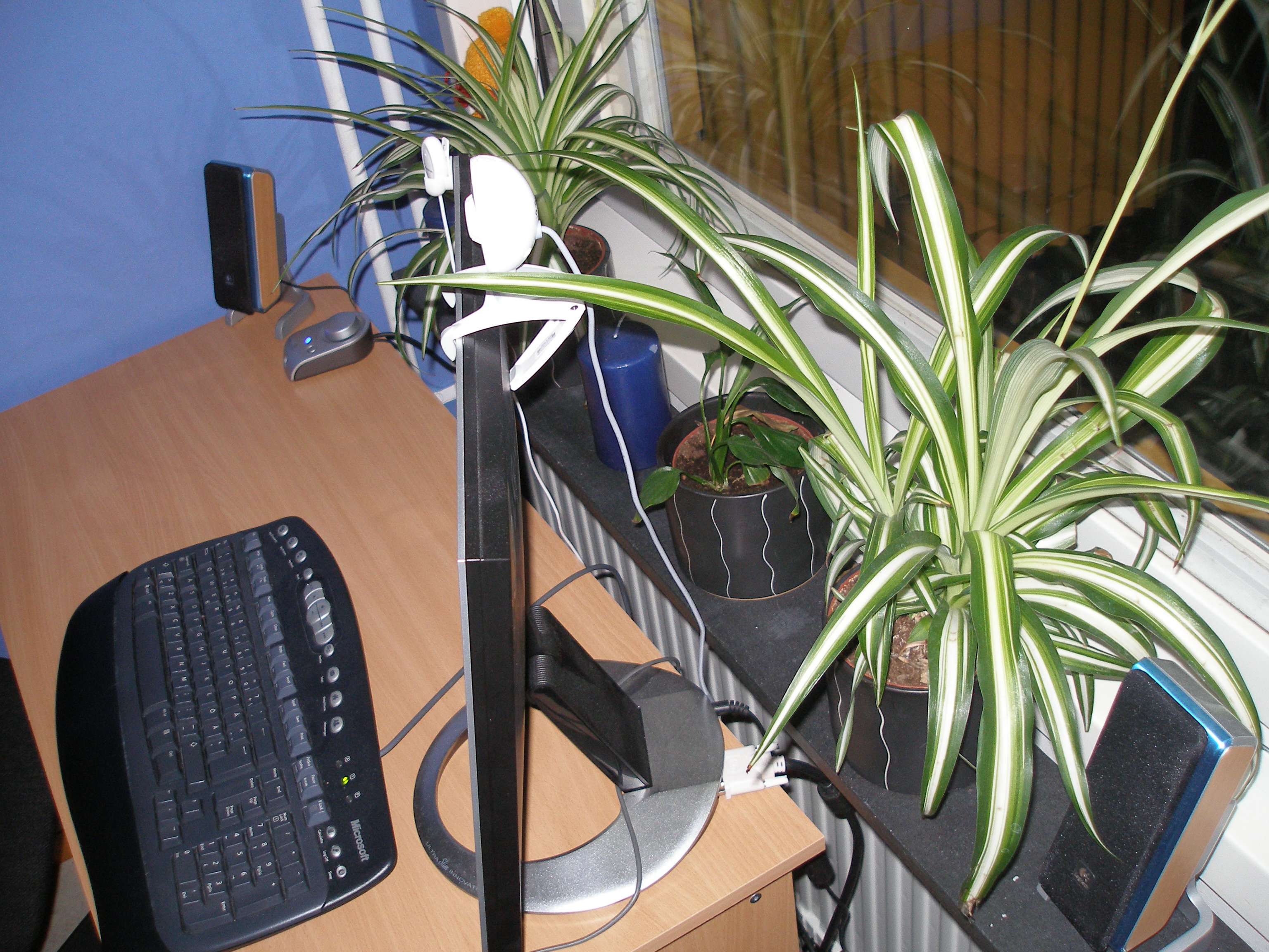 My screen and some flowers! - Yes! I got flowers in my window! Yay for me! ;) And a nice flatscreen, eh? 19', owns, that's right.