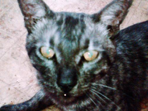 Our cat, Angel - He looks kind of mean here, but he isn't a mean cat.