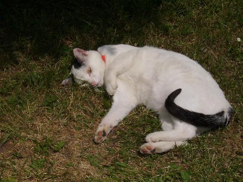 My playful cat - My playful cat - he was watching a bouncy ball like a hawk and was waiting for it to come again near him.