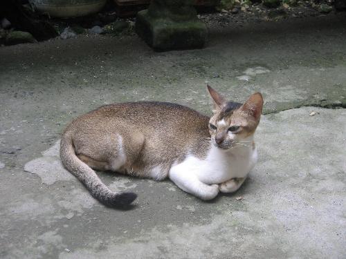 My cat - my cat, hehe