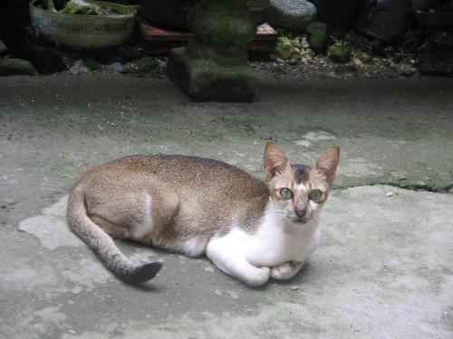 my cat again - This is my cat again..