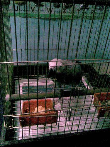 birs in cage - a bird in cage taken by us