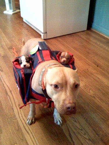 Doggie back pack - This dog is able to carry her little puppies with her