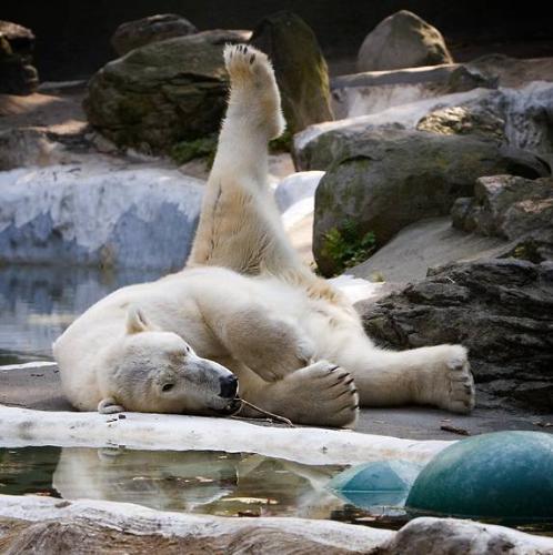 Do you ever have days that you just don't feel lik - Polar Bear stretching!