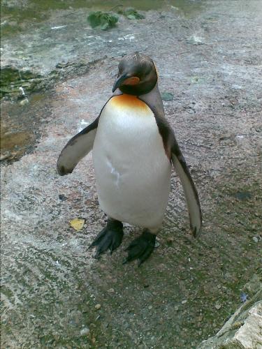 Giant Penguins - Giant Penguins in Birdland, Bourton-on-the-Water, in the UK.